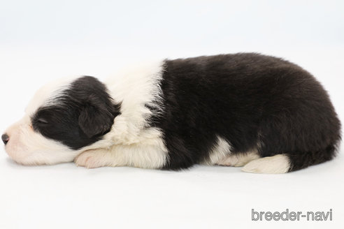 成約済の神奈川県のボーダーコリー-247678の7枚目